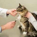 Pre Anesthetisch Bloedonderzoek